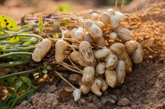 How to grow Peanuts in your home garden 