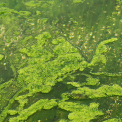 How To Manage Your Algae Problem