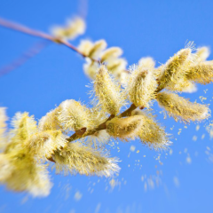 ‘Allergy Capitals’ Top 10 Worst U.S. Cities For People With Pollen Allergies