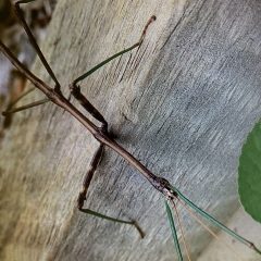 Walkingsticks in Your Garden