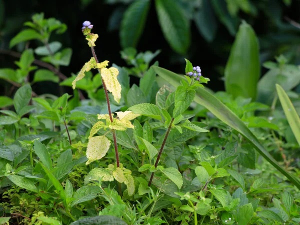 goat weed