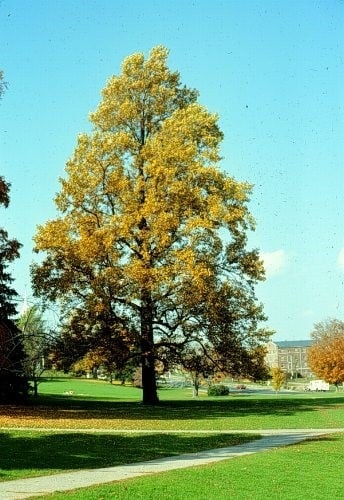 Tulip Tree