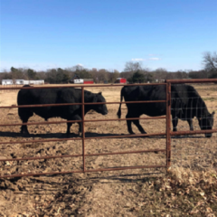 Beef Tallow Ready to Make a Huge Comeback