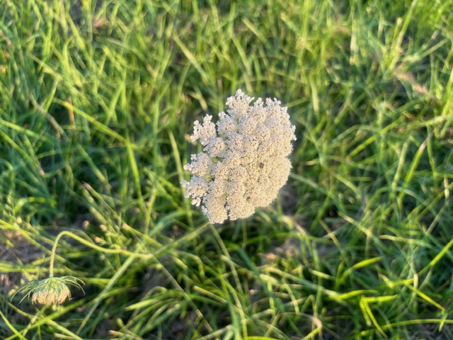 Queen Anne's Lace