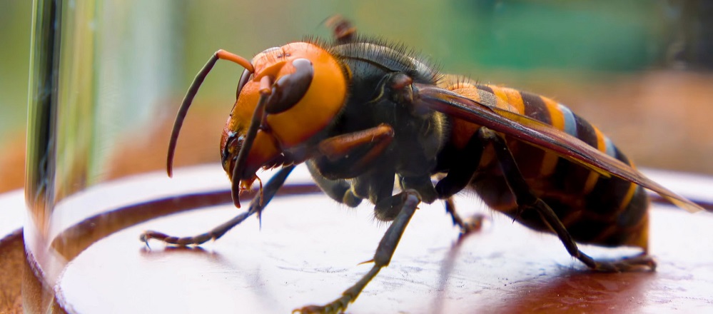 Asian giant hornets Texas A&M AgriLife