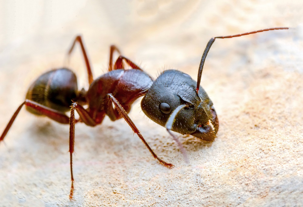 Fire Ant TX A&M AgriLife Ants-Fire-AdobeStock