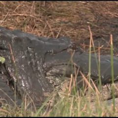 Texas Gators Moved Inland Ahead of Beryl