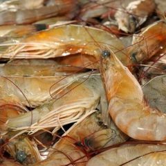 Commercial Gulf Shrimp Season Opens July 15