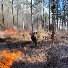 Funding Opportunities Available to East Texas Landowners for Prescribed Burning