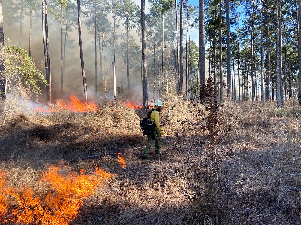 burning PrescribedFire