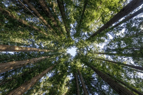 redwoods-circle-coast