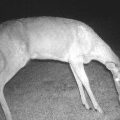 White-tailed Deer Population Looks Strong Ahead of Archery-Only Season