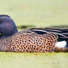 Teal Season Begins in Texas Sept. 14