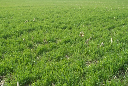 Rye Cover Crop