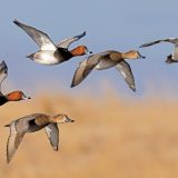 Federal Duck Stamp Updates