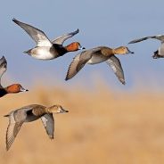 Waterfowl Hunters Play a Critical Part in Preventing the Spread of Invasive Species