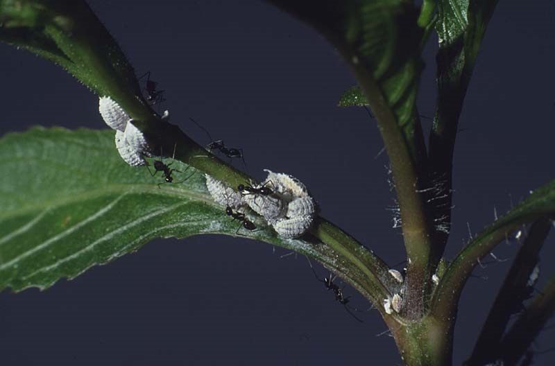 A&M mealybugs