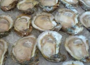 Texas Oyster Season Opens November 1