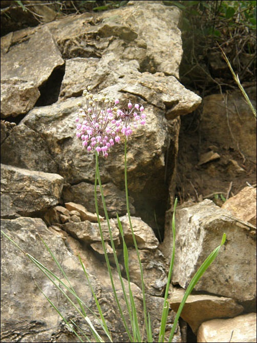 Nodding Onion