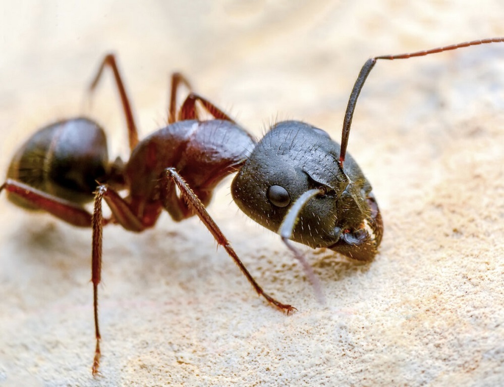 fire ant