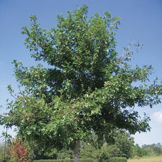 Shumard Oak