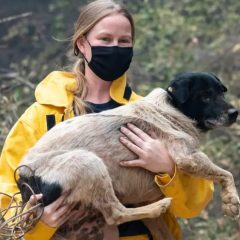 Pets Recused From California Wildfires Arrive in North Texas