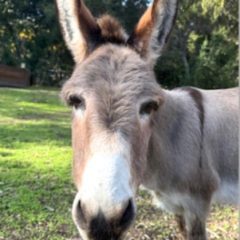 Perry, beloved donkey, dies at 30