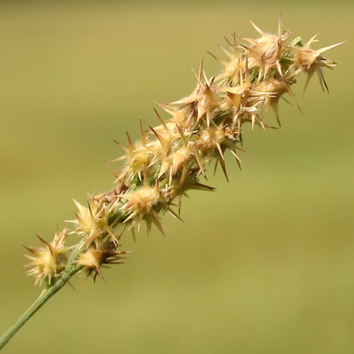 Grassburs, also known as sandburs or sticker weeds