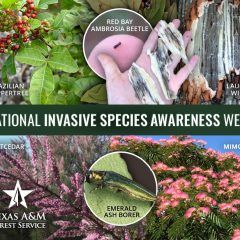 Mitigating the Impacts of Invasive Species in Texas