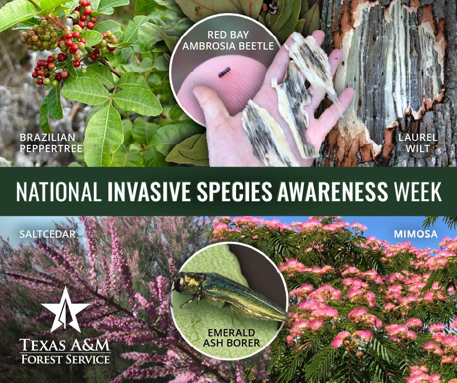 Mitigating the impacts of invasive species in Texas