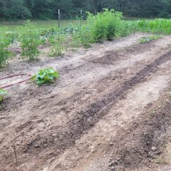 Time to Plant Onions in Texas