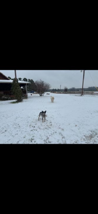 blue healer and great pyrenes in snow