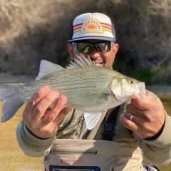 Annual White Bass Run Looking Strong in East Texas