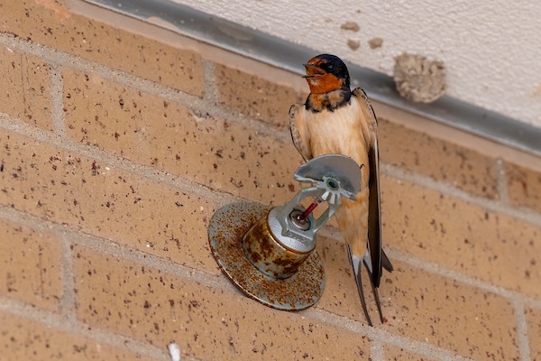 Barn Swallow